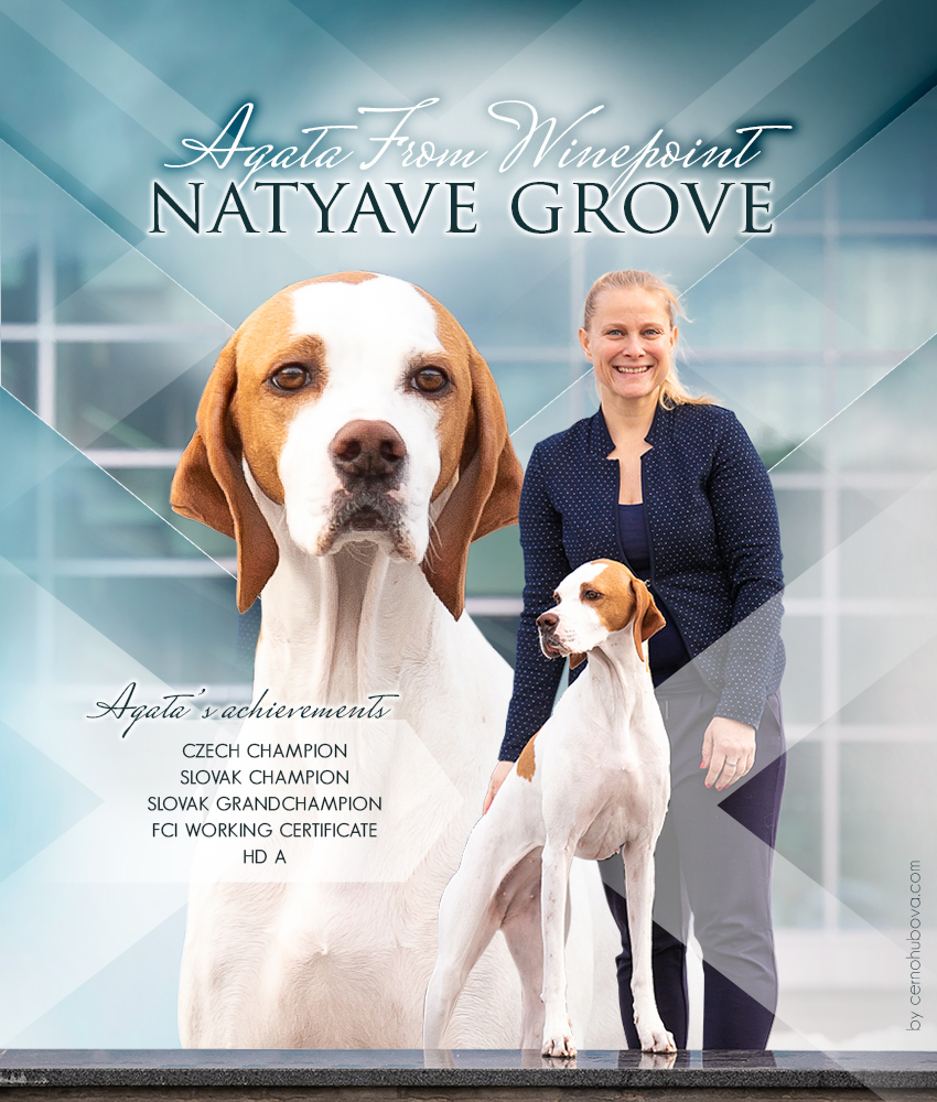English Pointer  AGATA FROM WINEPOINT NATYAE GROVE