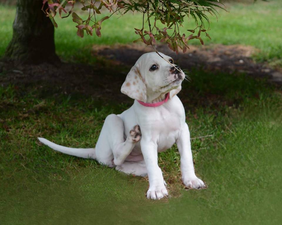 English Pointer  Fydal Crystal del Winepoint