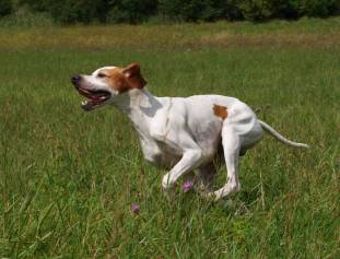 English Pointer  national field trial
