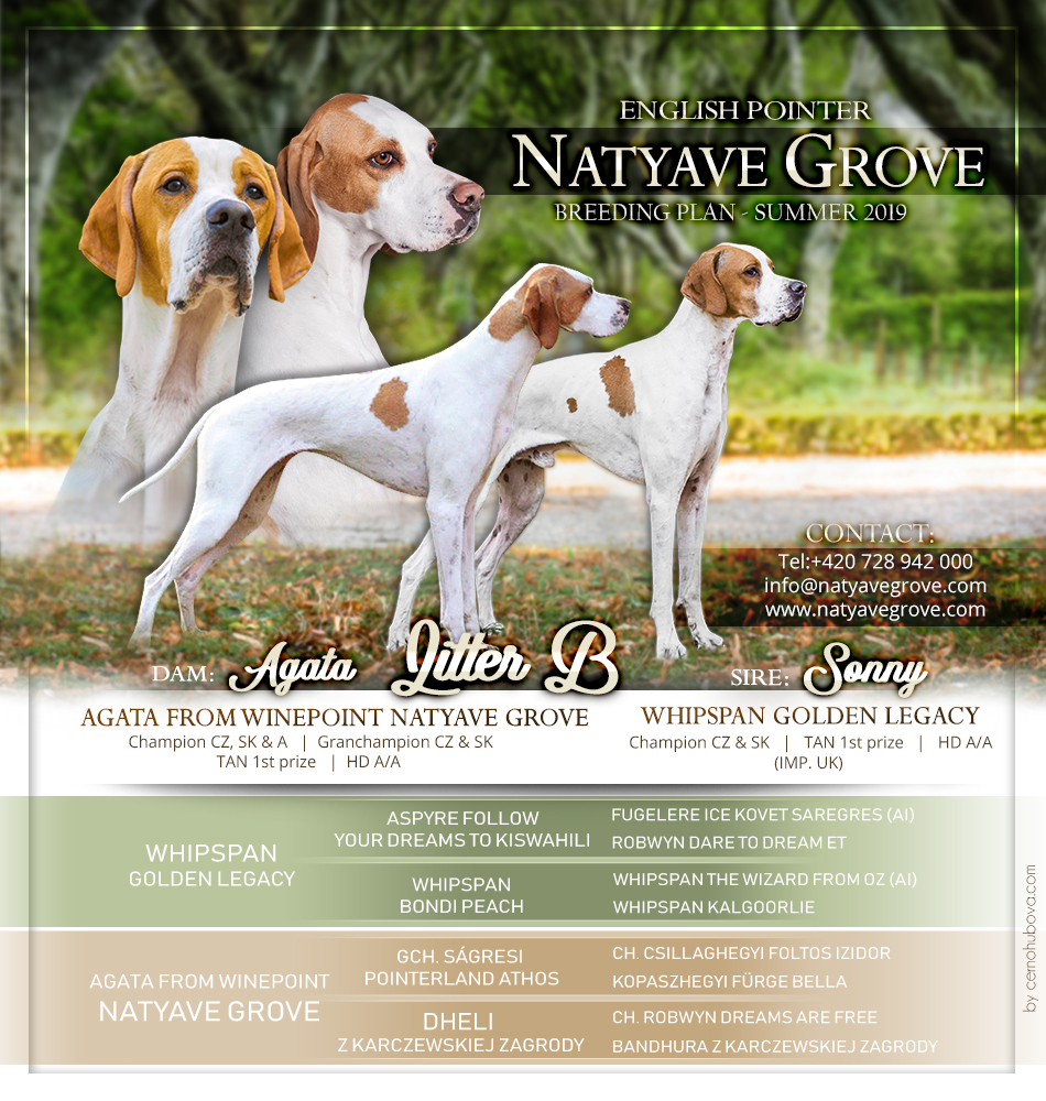 English Pointer  puppies Natyave Grove