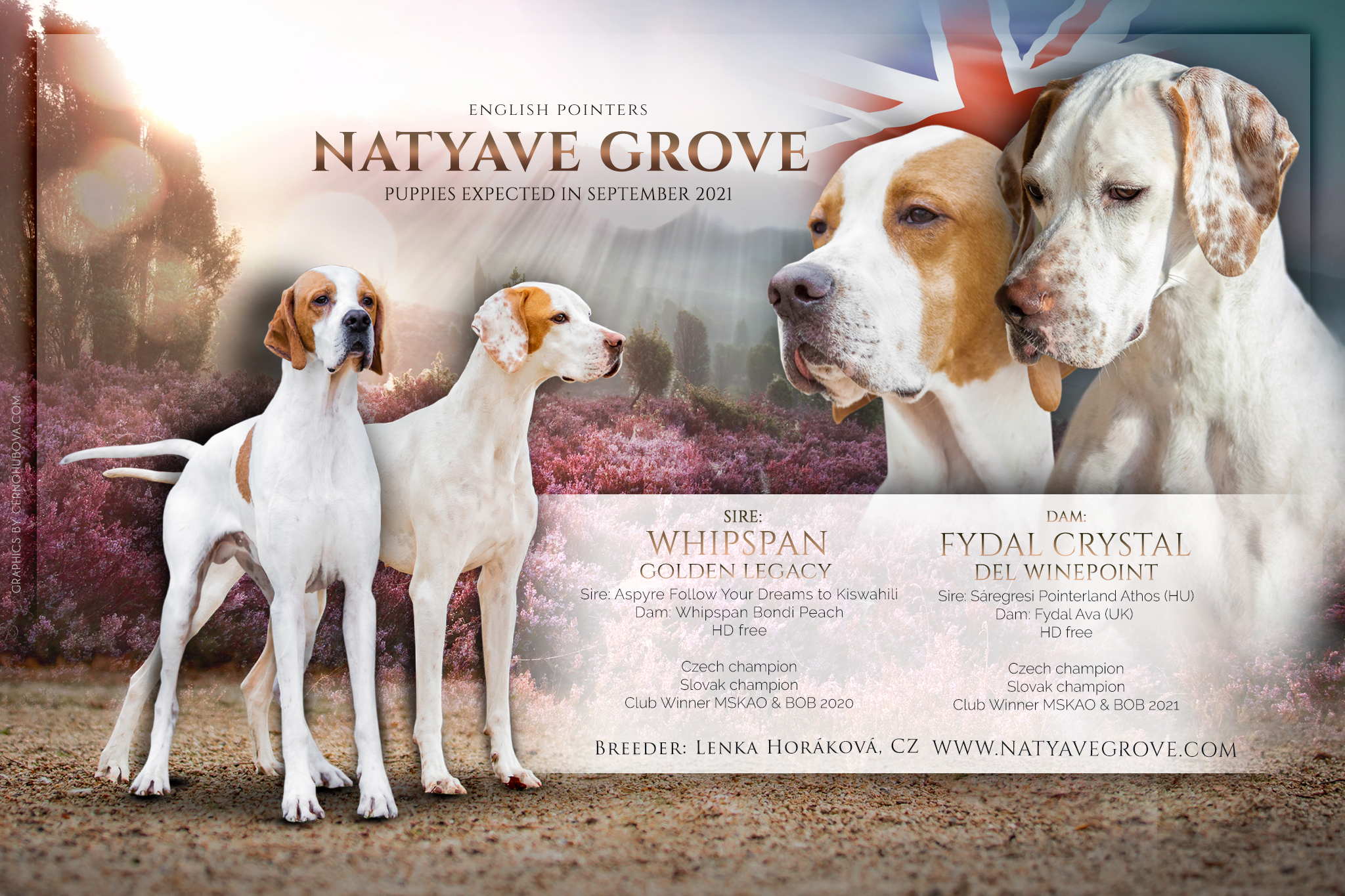English Pointer Fydal Crystal del Winepoint